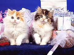 Small Packages, Straight-Eared Scottish Folds